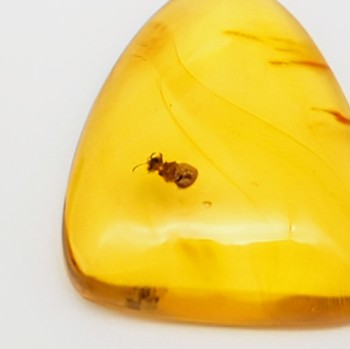 Insect Amber