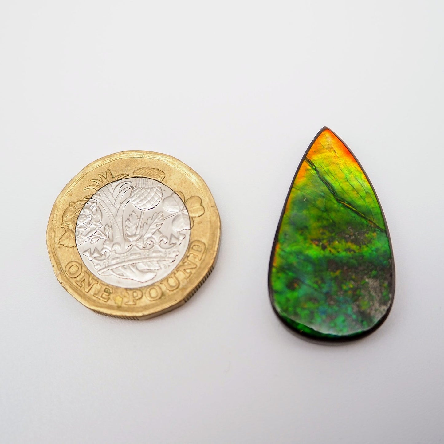 Ammolite